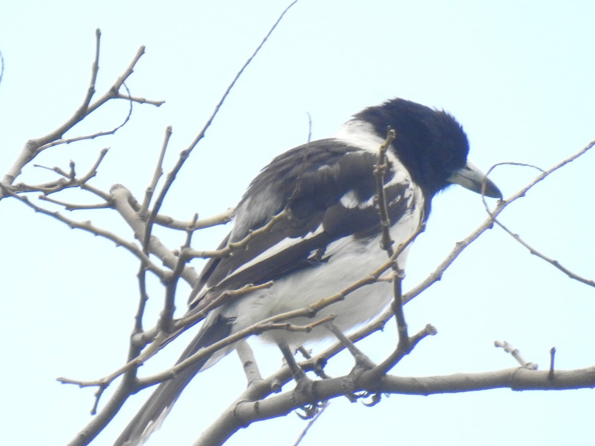 Pied Butcherbird - ML276658361