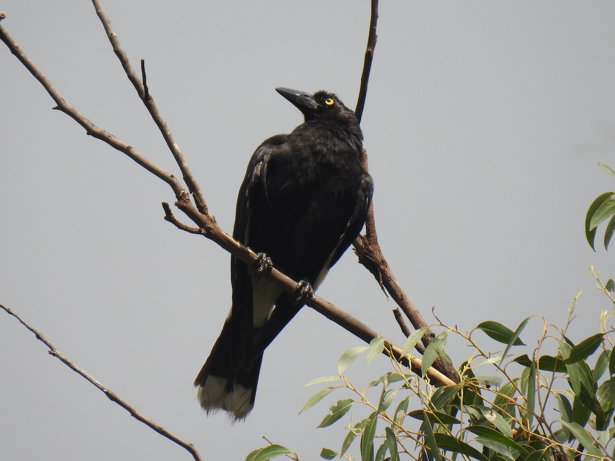 Pied Currawong - ML276658451