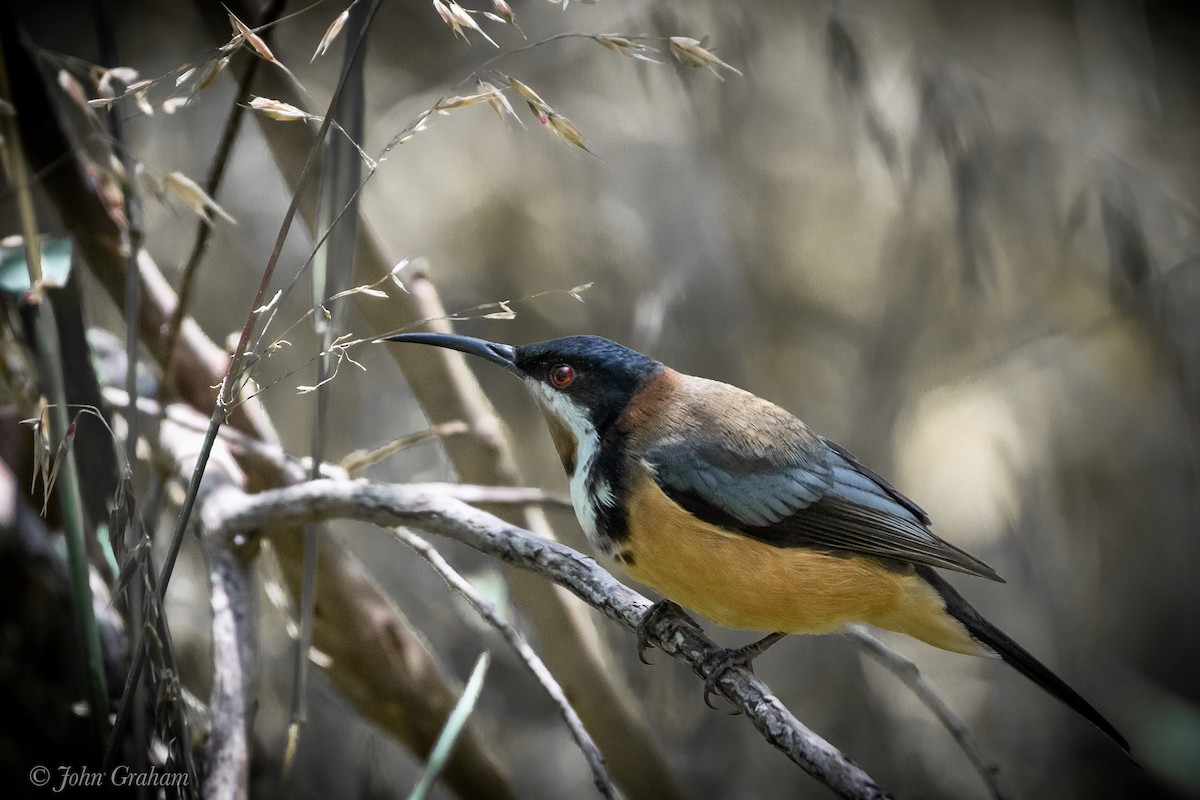 Eastern Spinebill - ML276659971