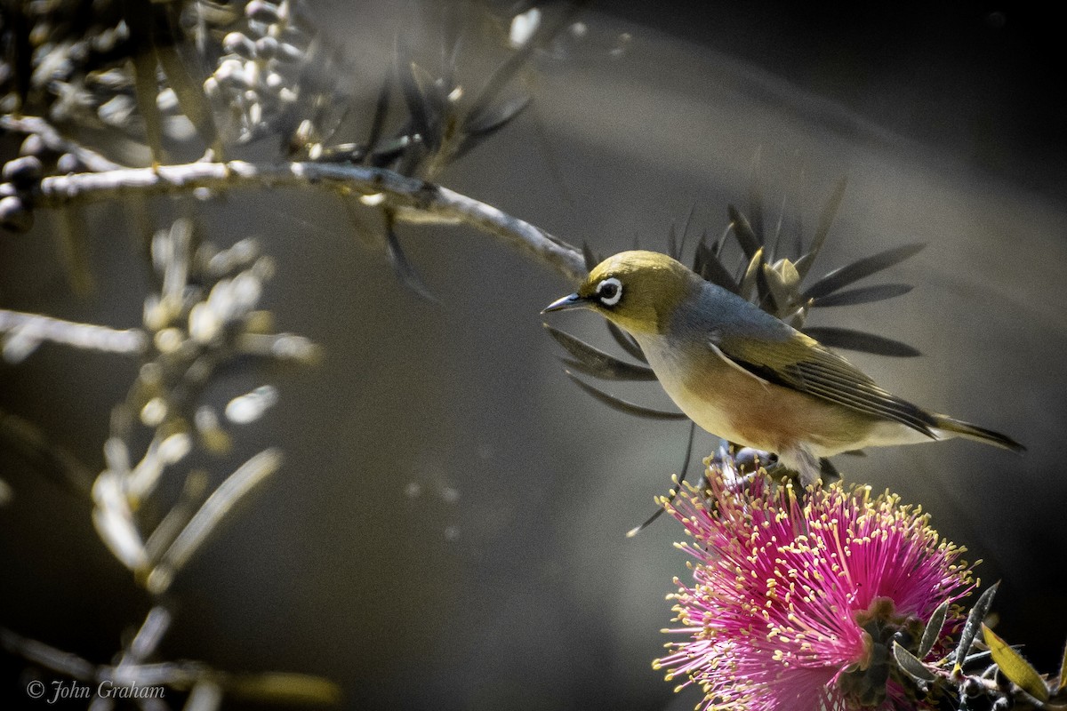 Silvereye - John Graham