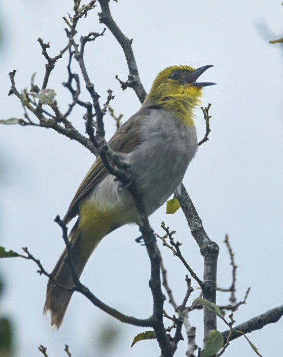 Yellow-throated Bulbul - ML276661311