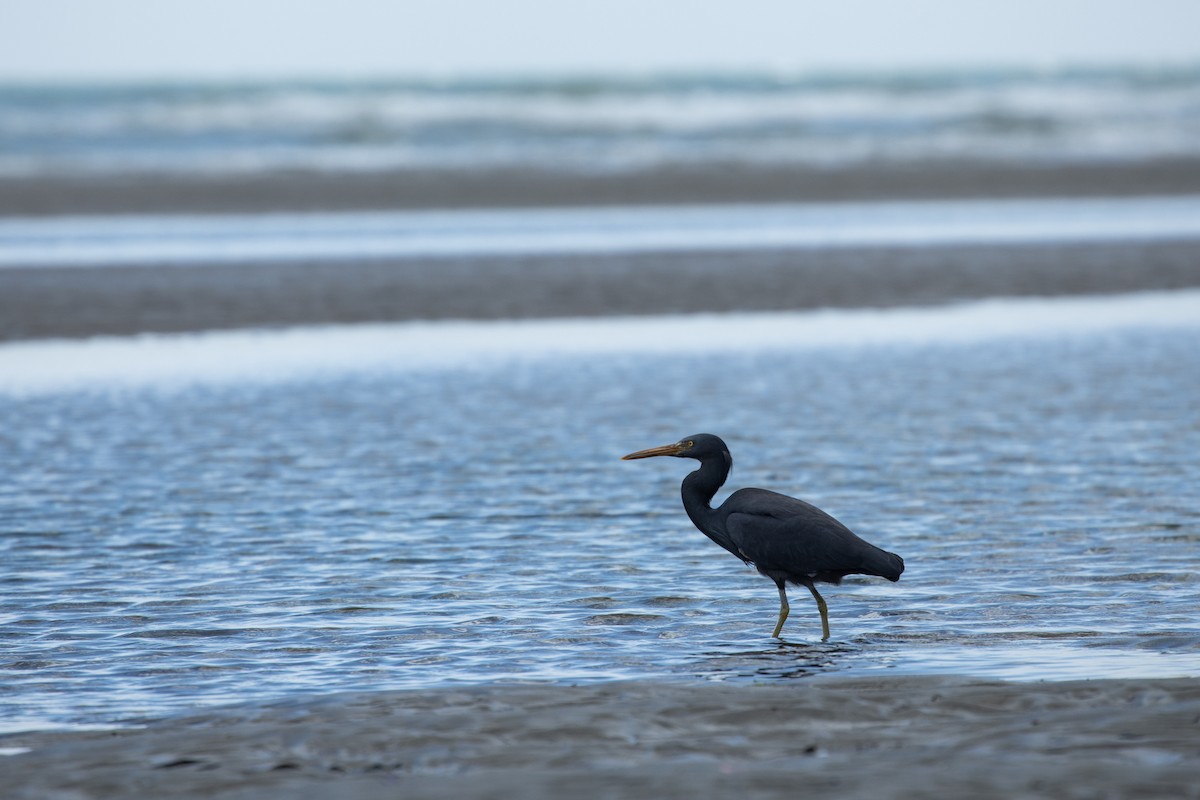 Pacific Reef-Heron - ML276662701