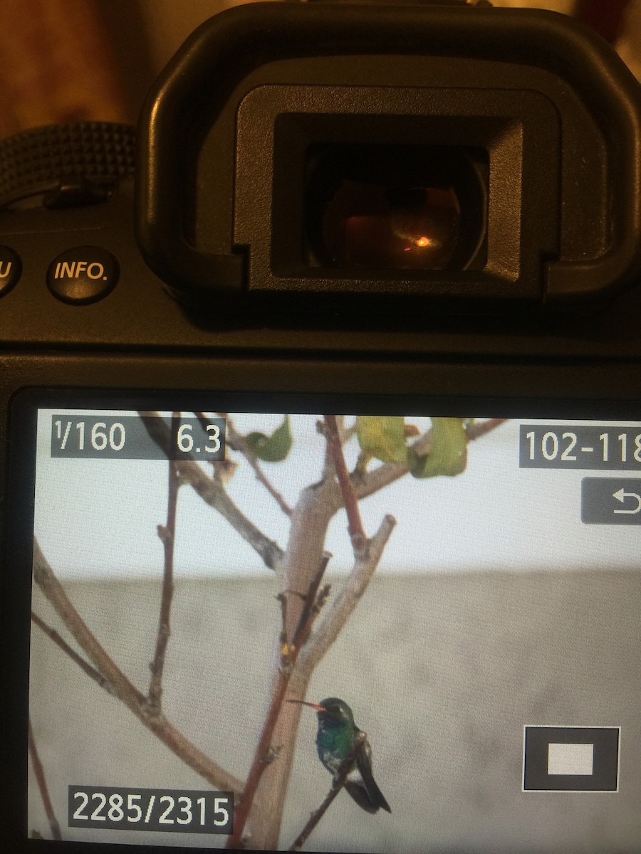 Broad-billed Hummingbird - ML276664541