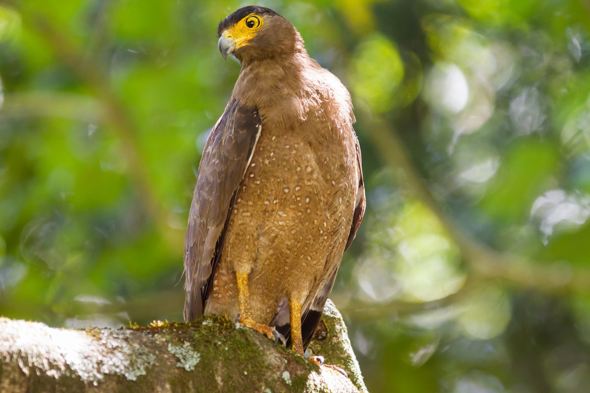 Crested Serpent-Eagle - ML276665361