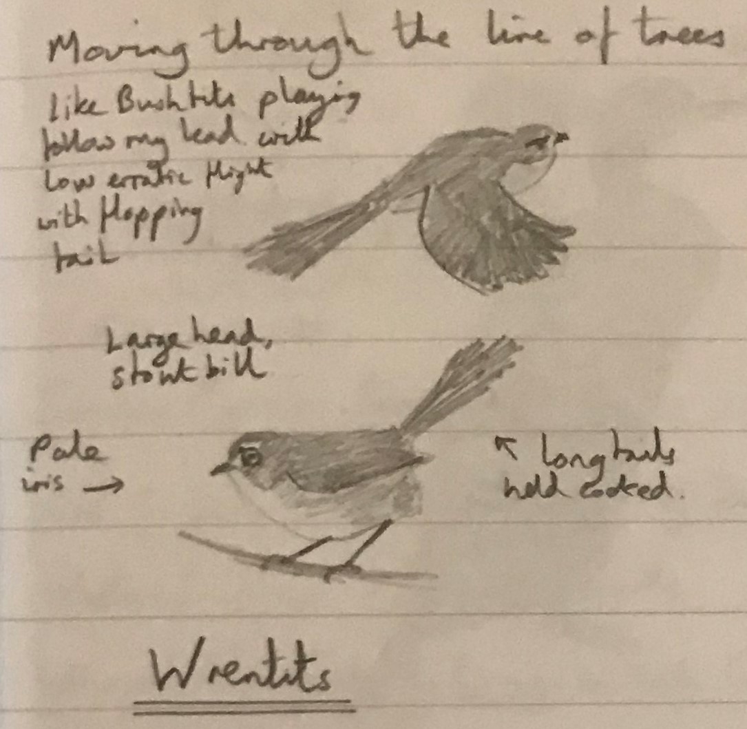 Wrentit - ML276667671