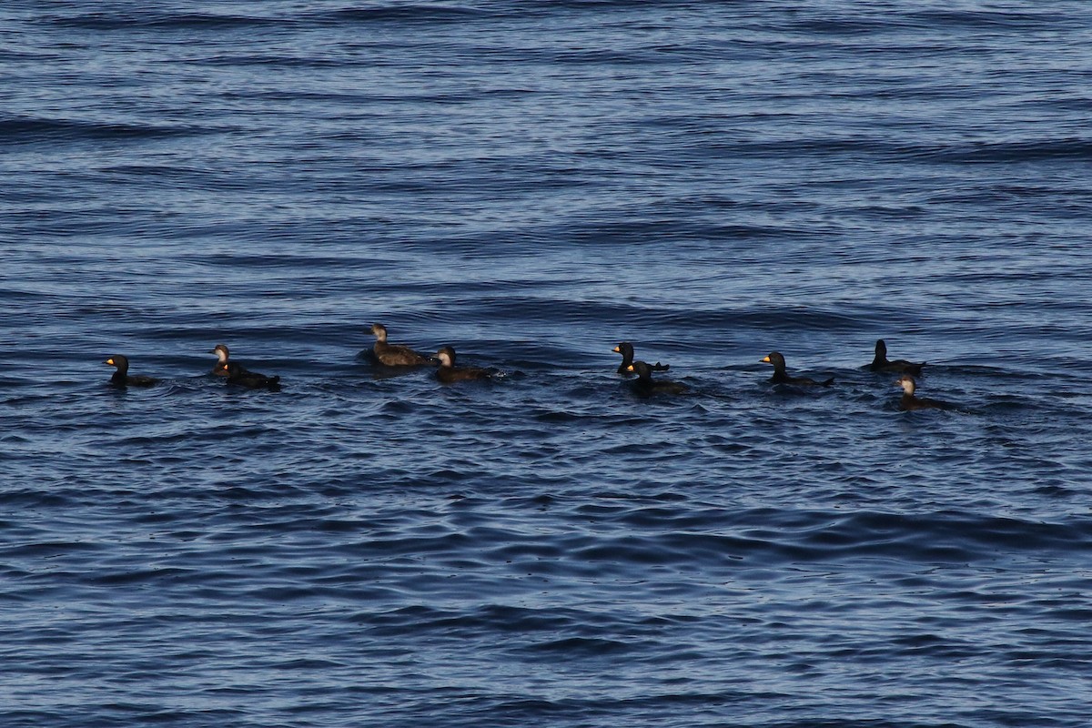 Black Scoter - Robin Corcoran