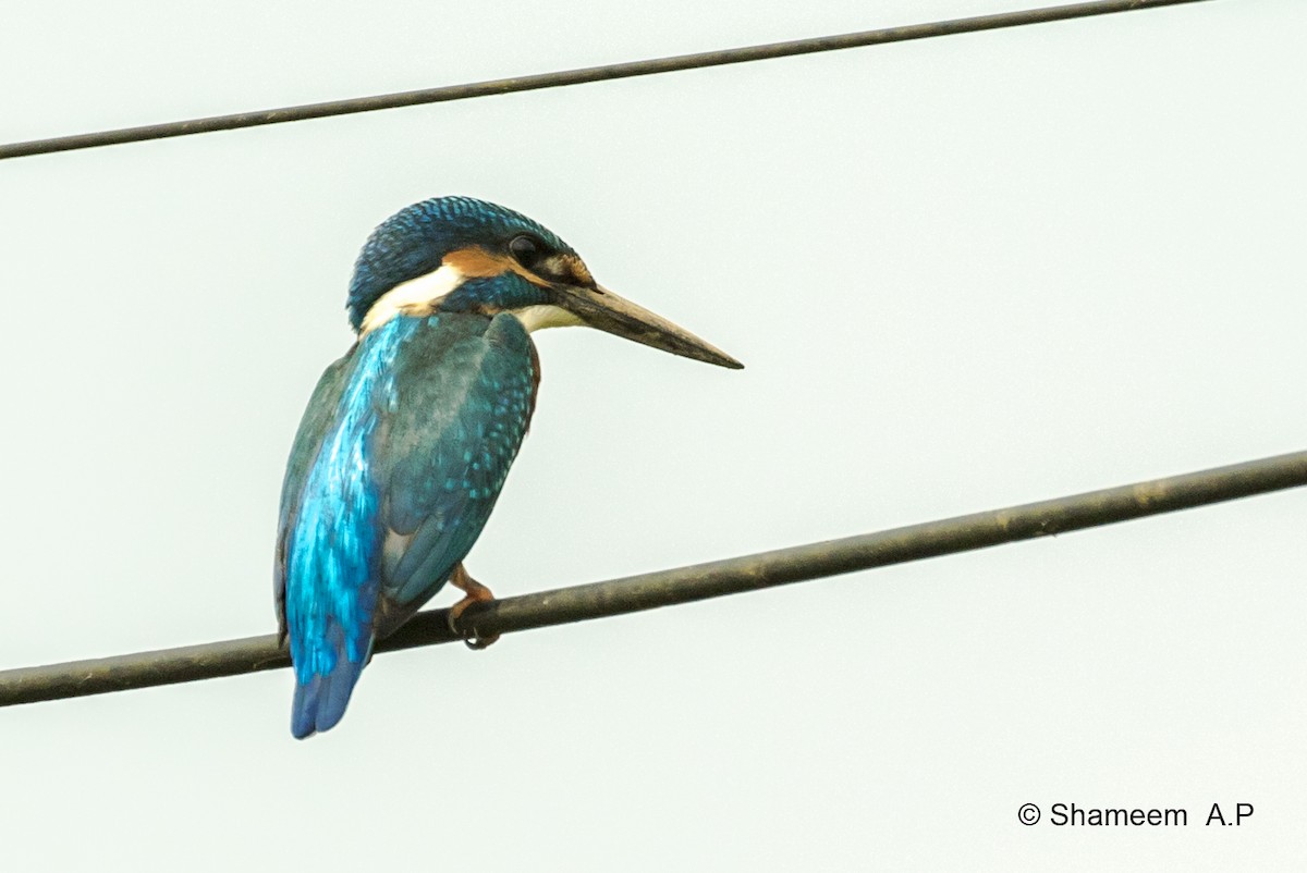 Common Kingfisher - ML276671011