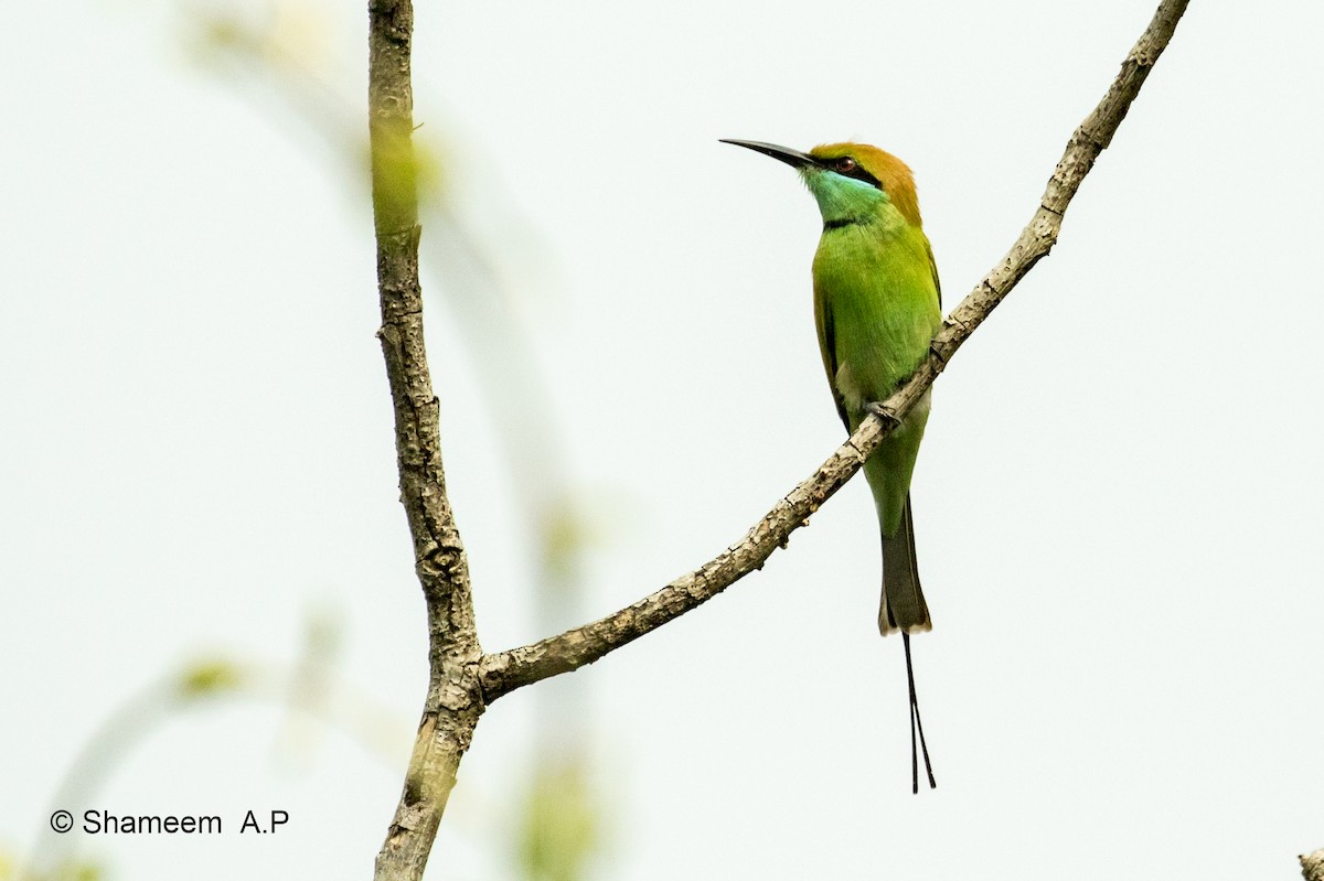 Asian Green Bee-eater - ML276671021