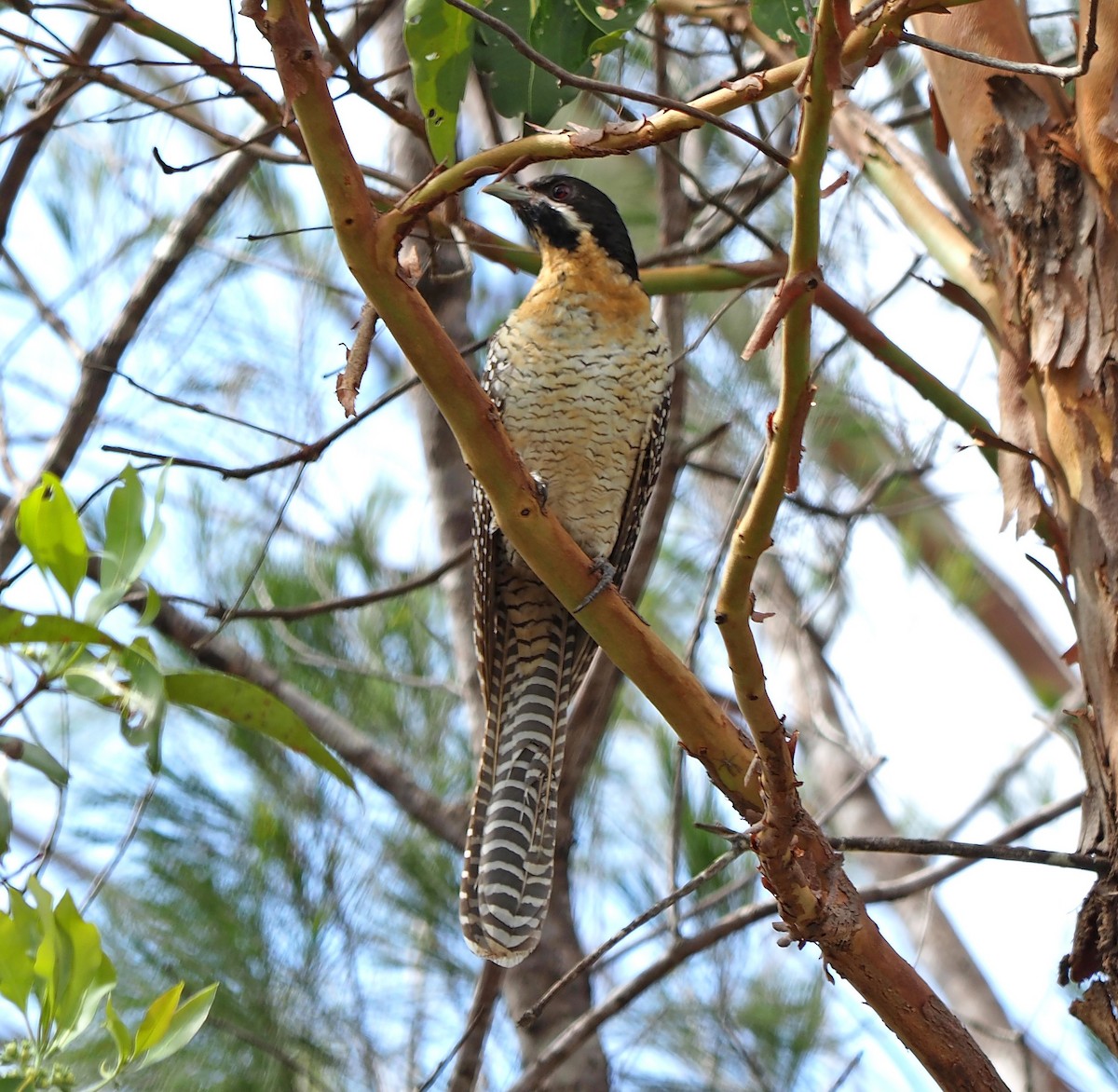 Pacific Koel - ML276671041