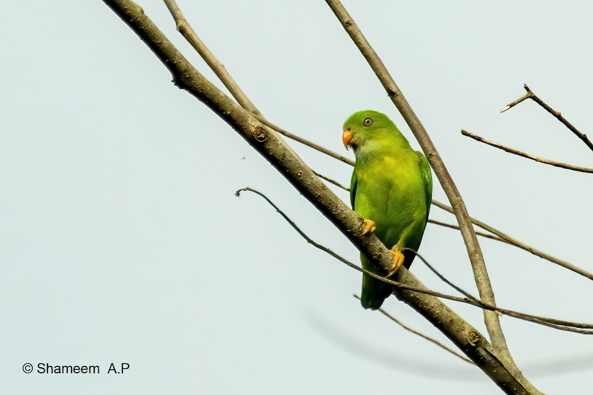 Vernal Hanging-Parrot - ML276671051