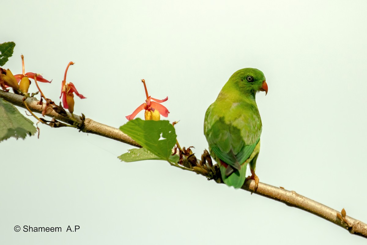 Vernal Hanging-Parrot - ML276671091
