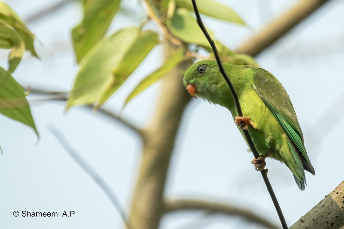 Vernal Hanging-Parrot - ML276671111