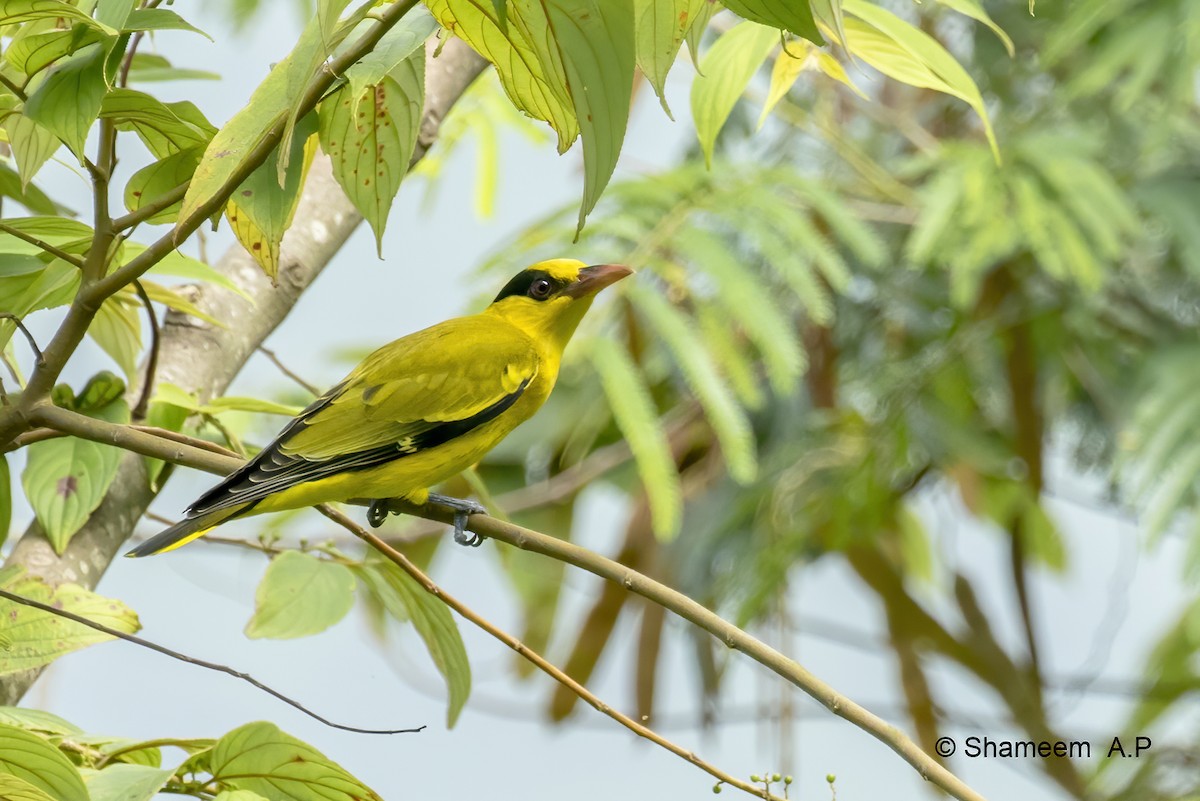Black-naped Oriole - ML276671161