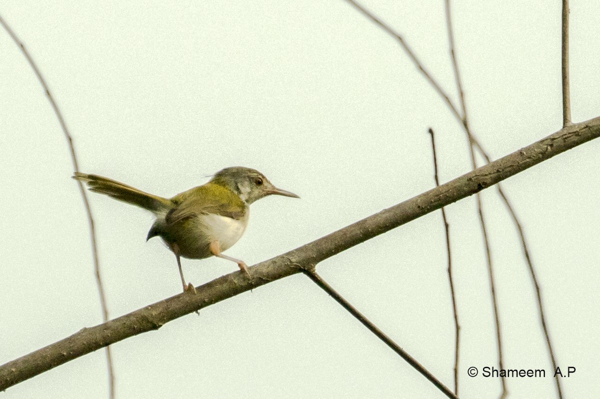 Common Tailorbird - ML276671171