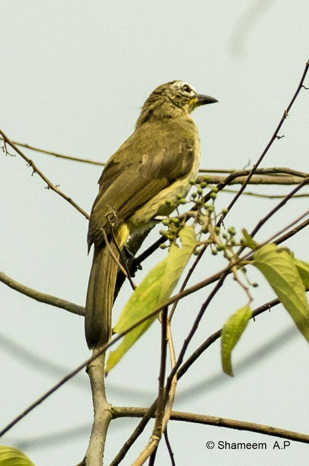 White-browed Bulbul - ML276671191