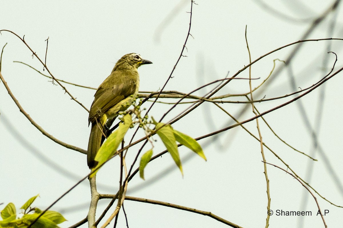 White-browed Bulbul - ML276671201