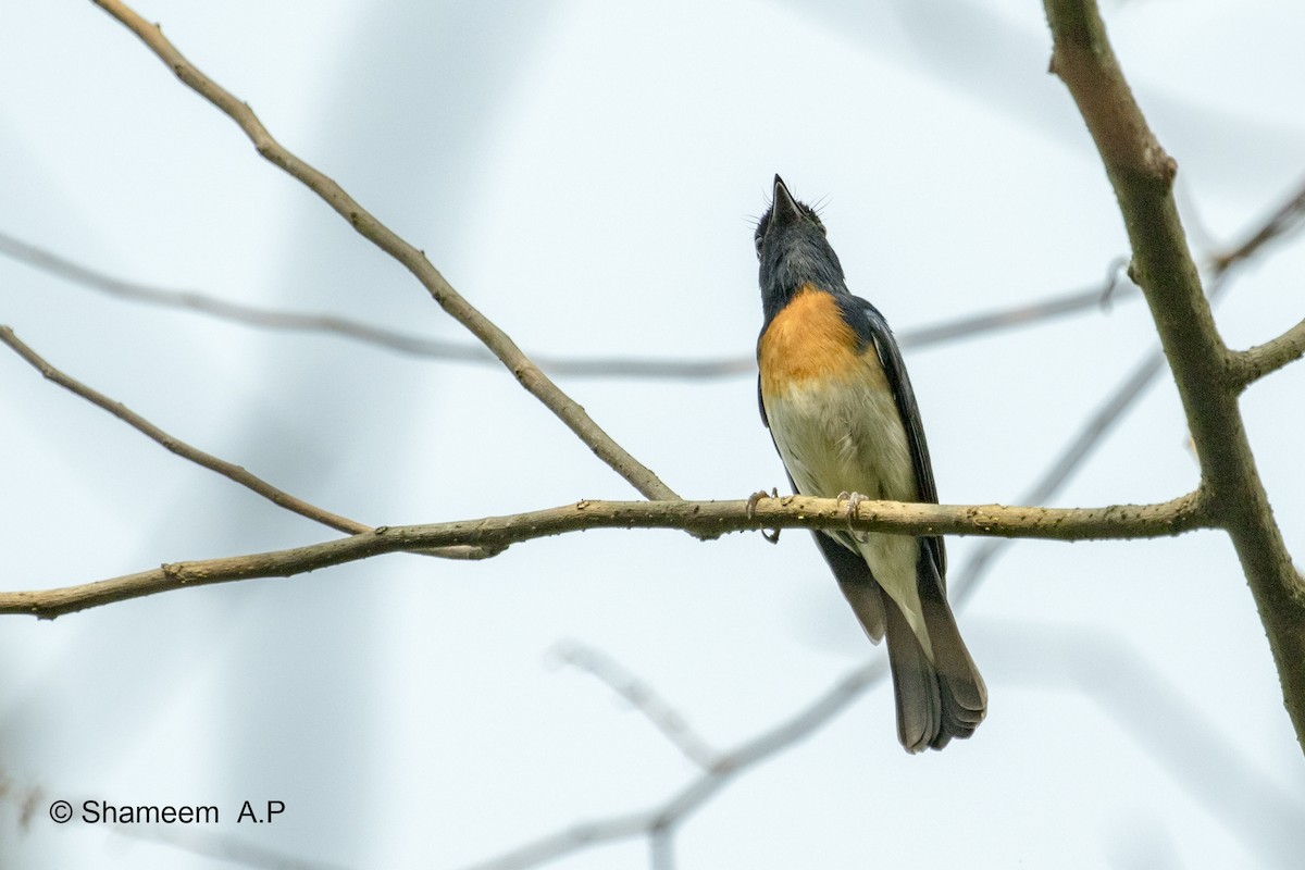 Blue-throated Flycatcher - ML276671231