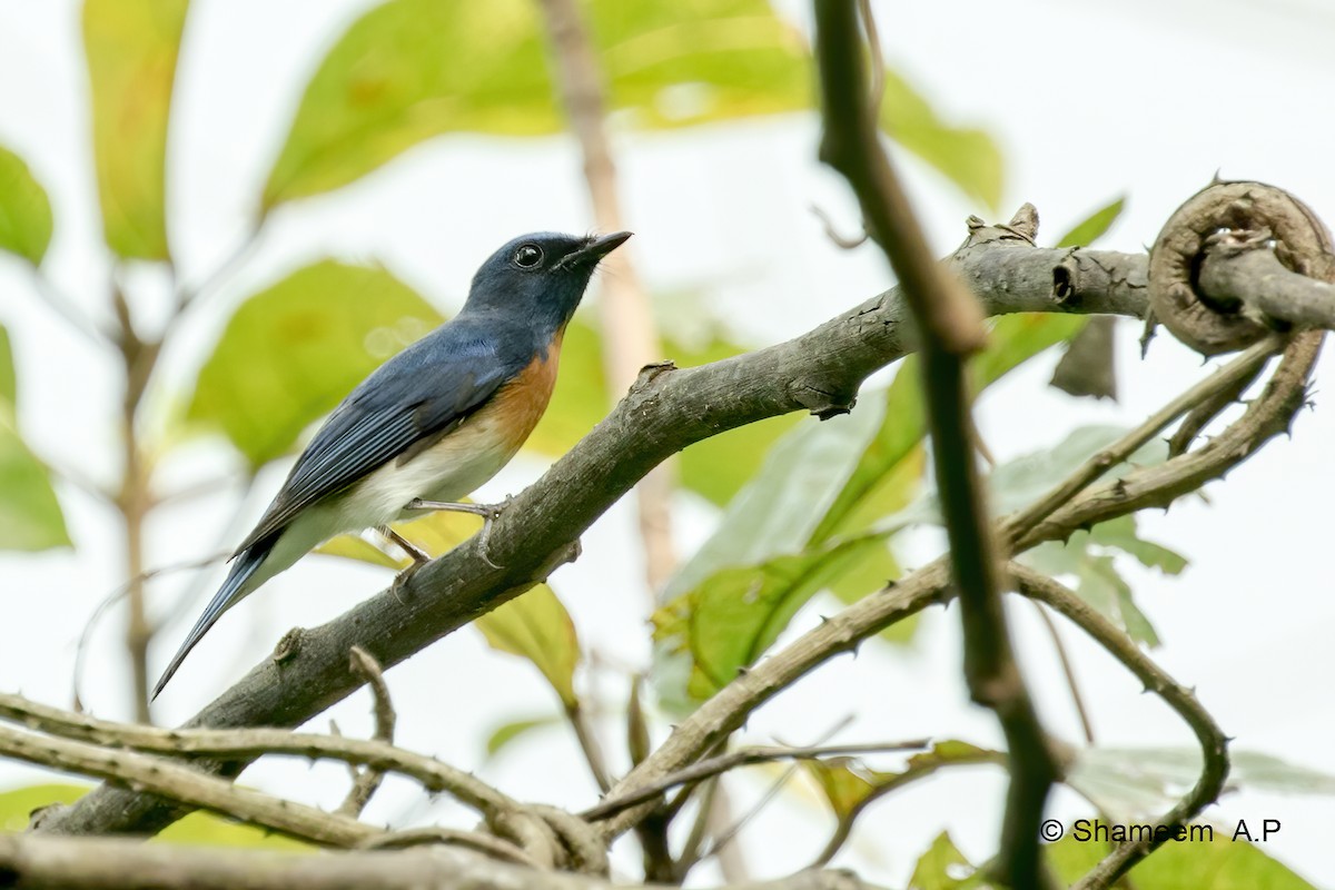 Blue-throated Flycatcher - ML276671241