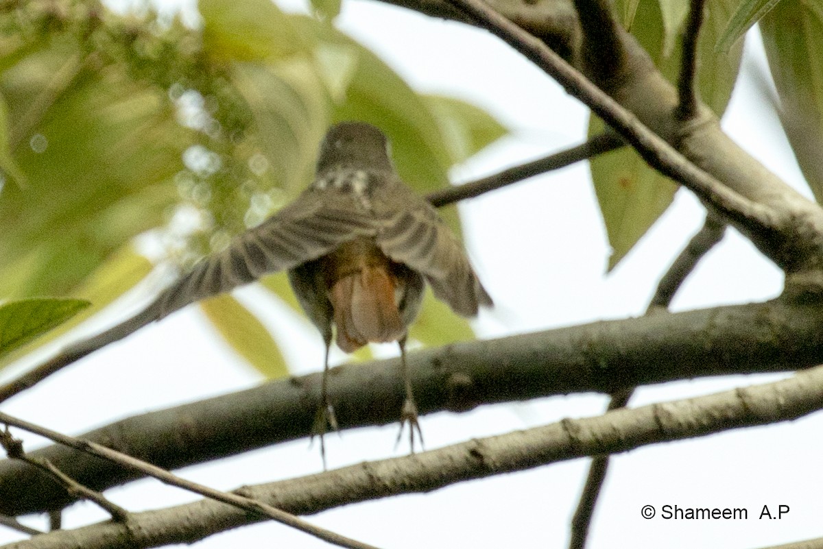 Rusty-tailed Flycatcher - ML276671251