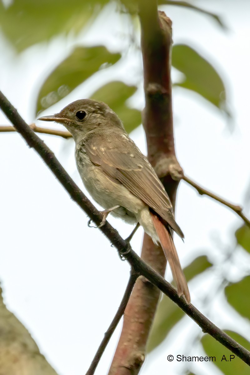 Rusty-tailed Flycatcher - ML276671261
