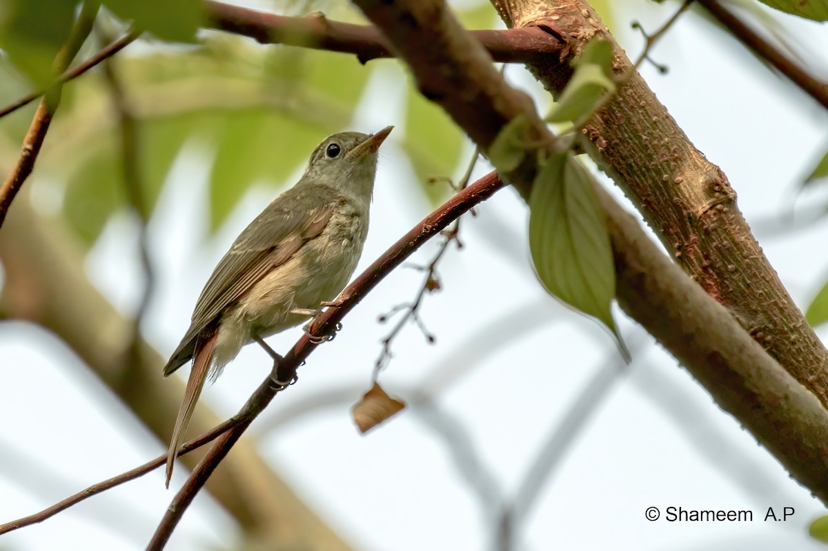 Rusty-tailed Flycatcher - ML276671271