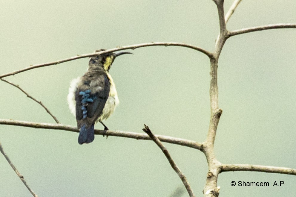 Purple-rumped Sunbird - ML276671281