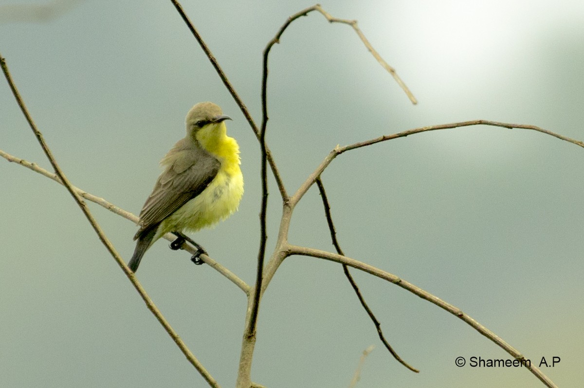 Purple-rumped Sunbird - ML276671291