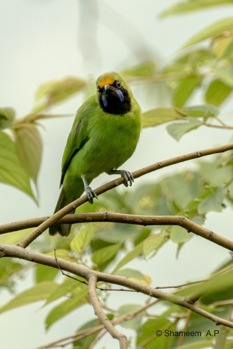 Golden-fronted Leafbird - ML276671341