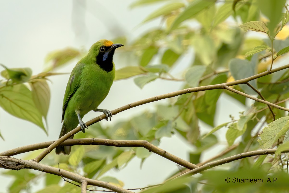 Golden-fronted Leafbird - ML276671351