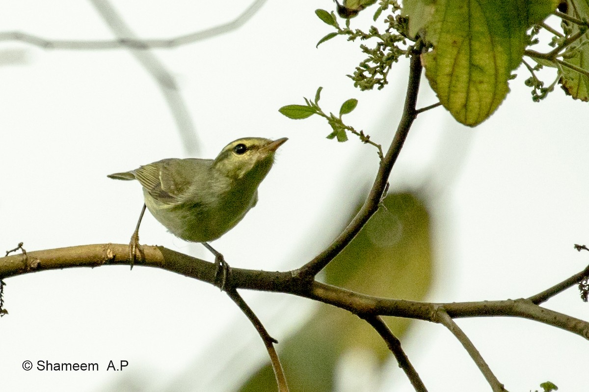 Green Warbler - ML276671401