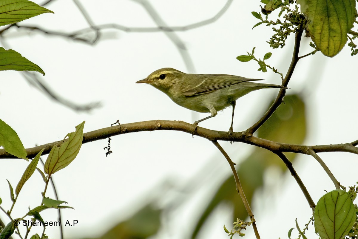 Green Warbler - ML276671411