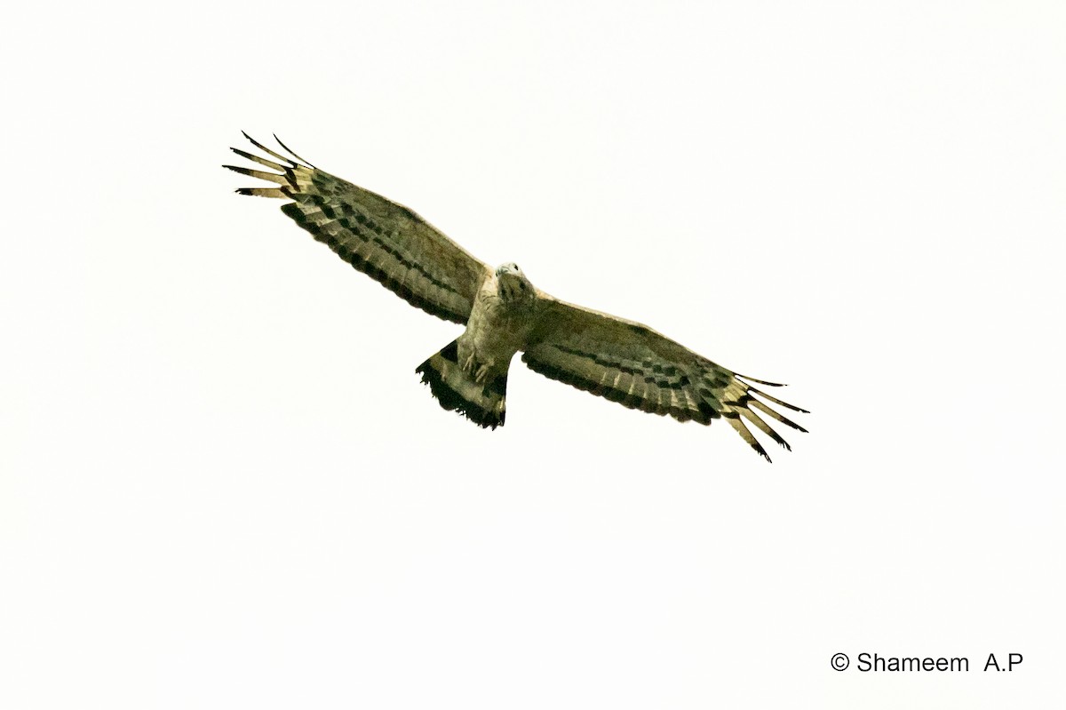 Oriental Honey-buzzard - ML276671441