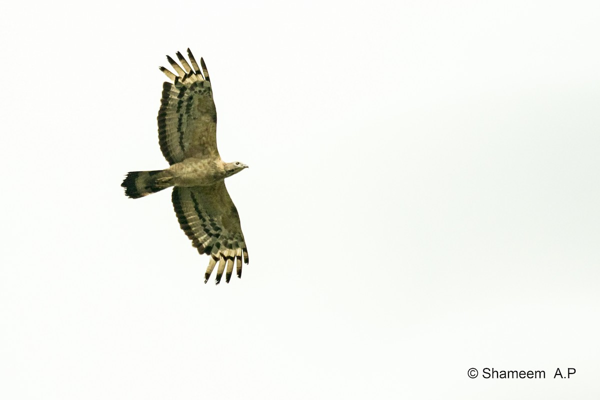 Oriental Honey-buzzard - ML276671451