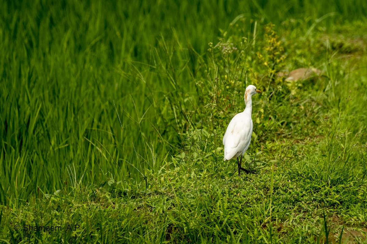 Eastern Cattle-Egret - ML276671511
