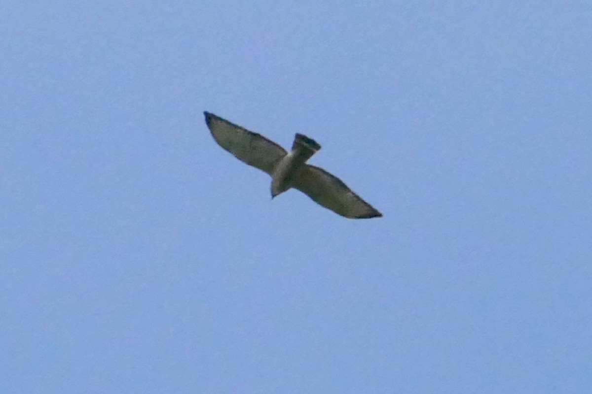 Broad-winged Hawk - ML27667311