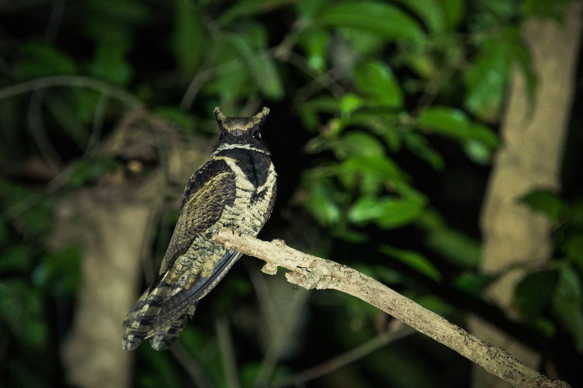 Great Eared-Nightjar - Sathyan Meppayur