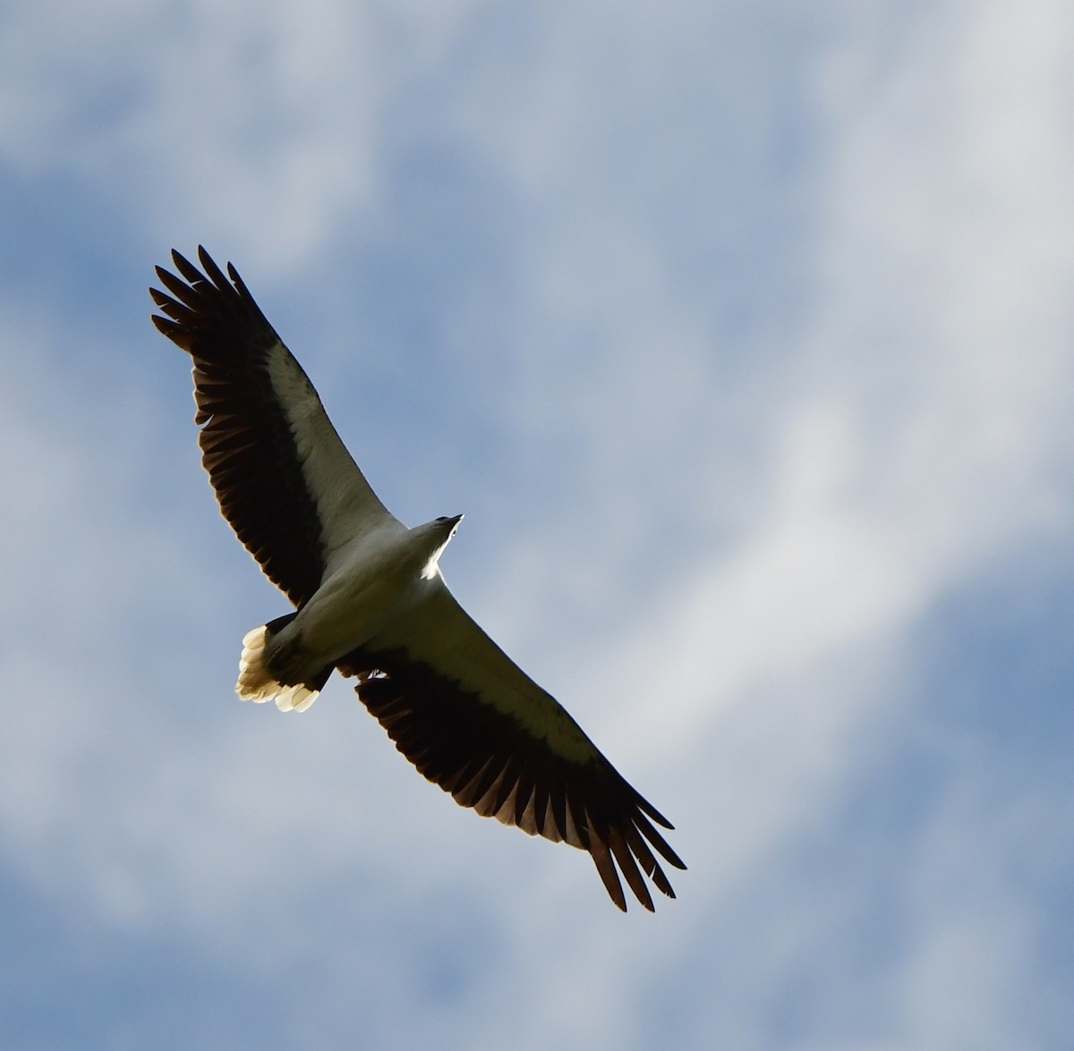 White-bellied Sea-Eagle - Andy Gee