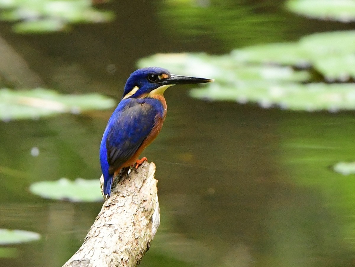 Azure Kingfisher - Andy Gee
