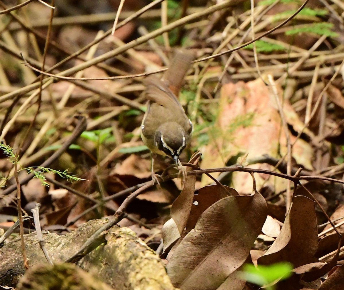 White-browed Scrubwren - ML276675761