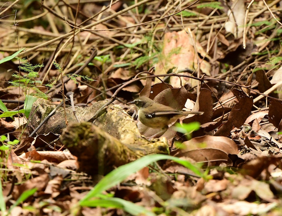 White-browed Scrubwren - ML276675781