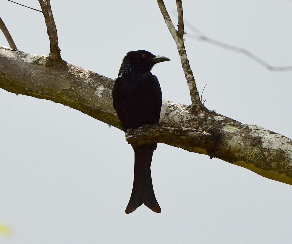Spangled Drongo - Andy Gee
