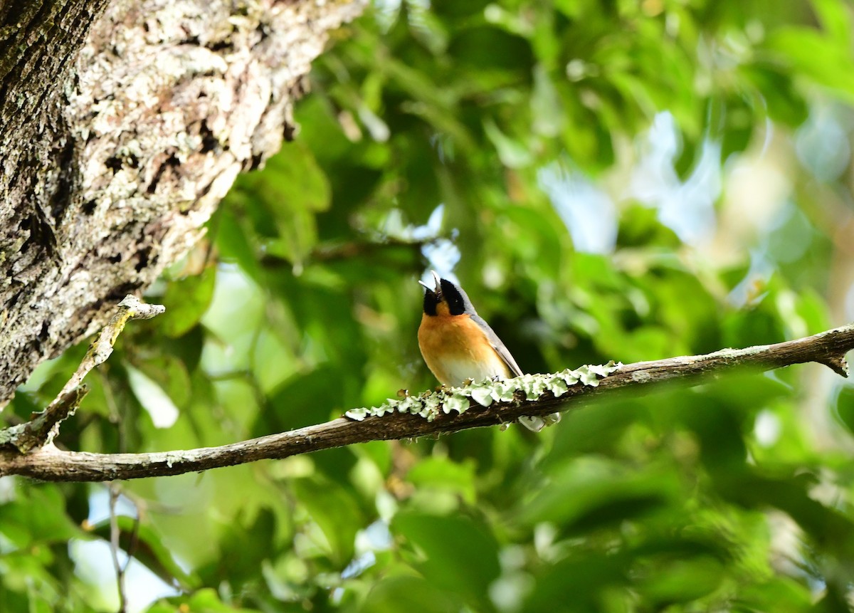 Spectacled Monarch - ML276676121