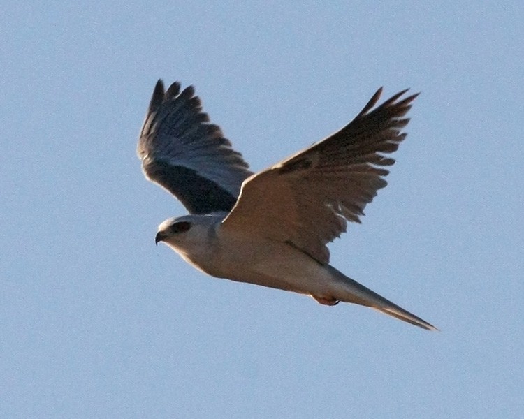 White-tailed Kite - Roger Windemuth