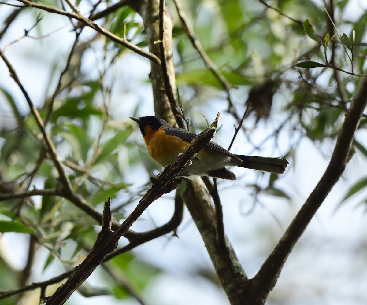 Spectacled Monarch - ML276676151