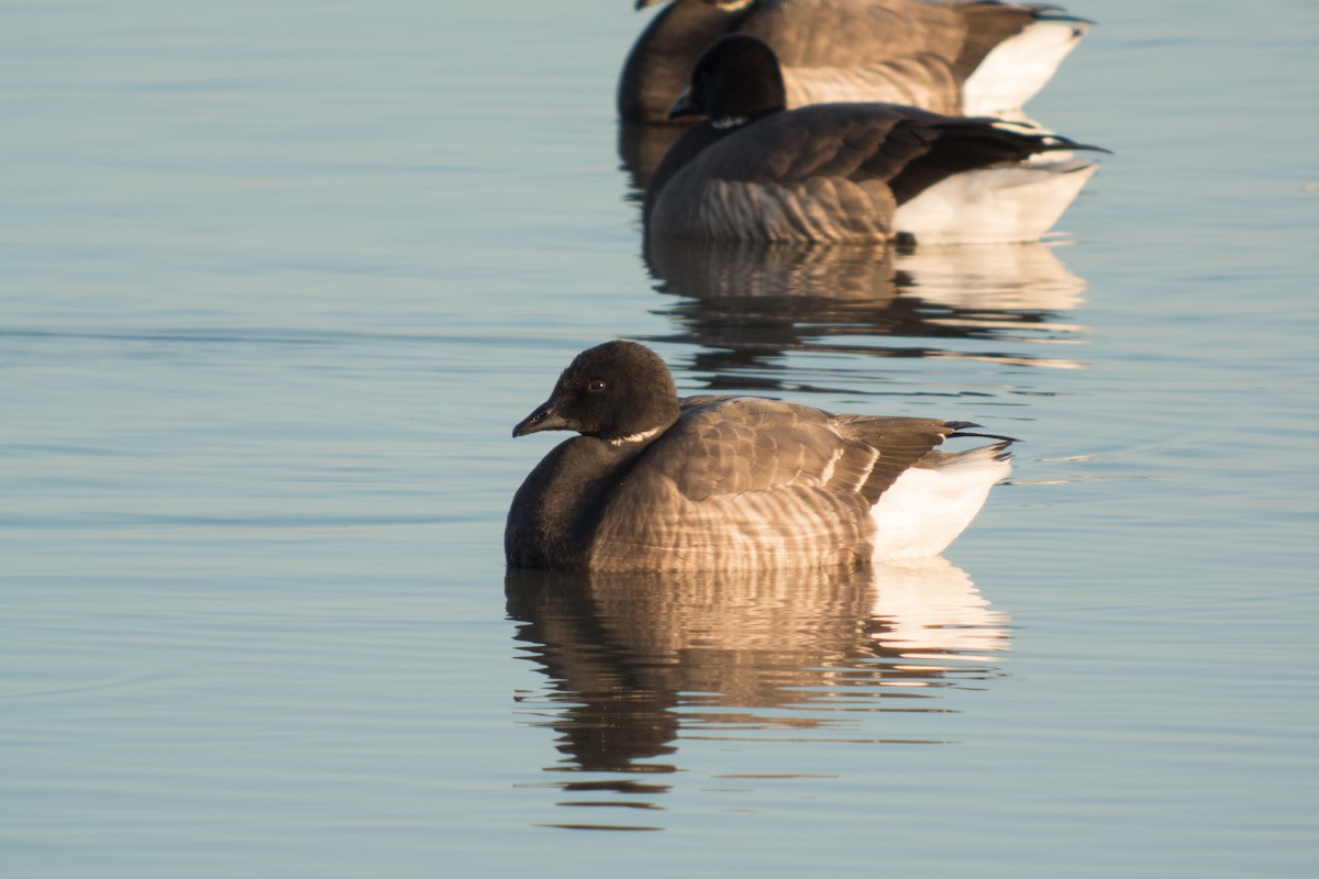 Brant (Dark-bellied) - ML276676261