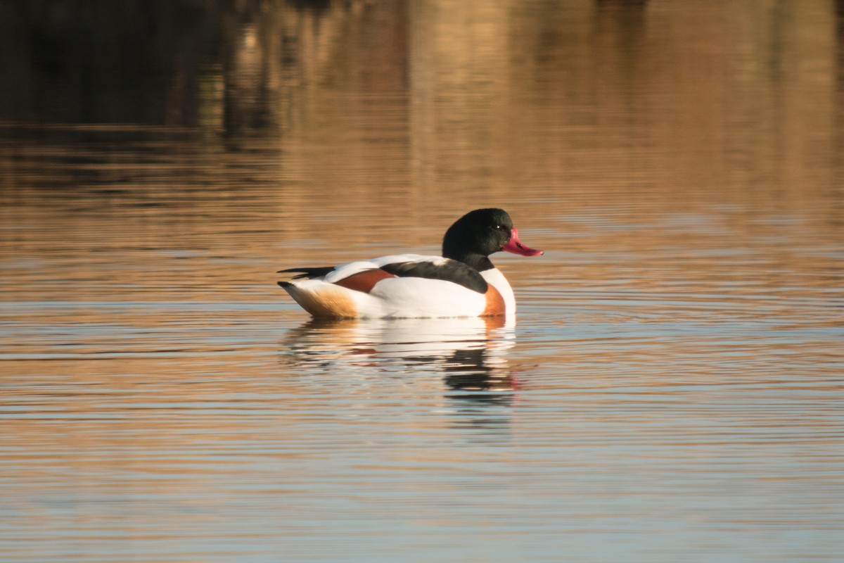 Common Shelduck - ML276676281