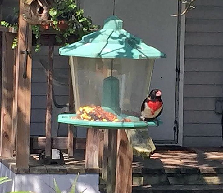 Rose-breasted Grosbeak - ML27667631