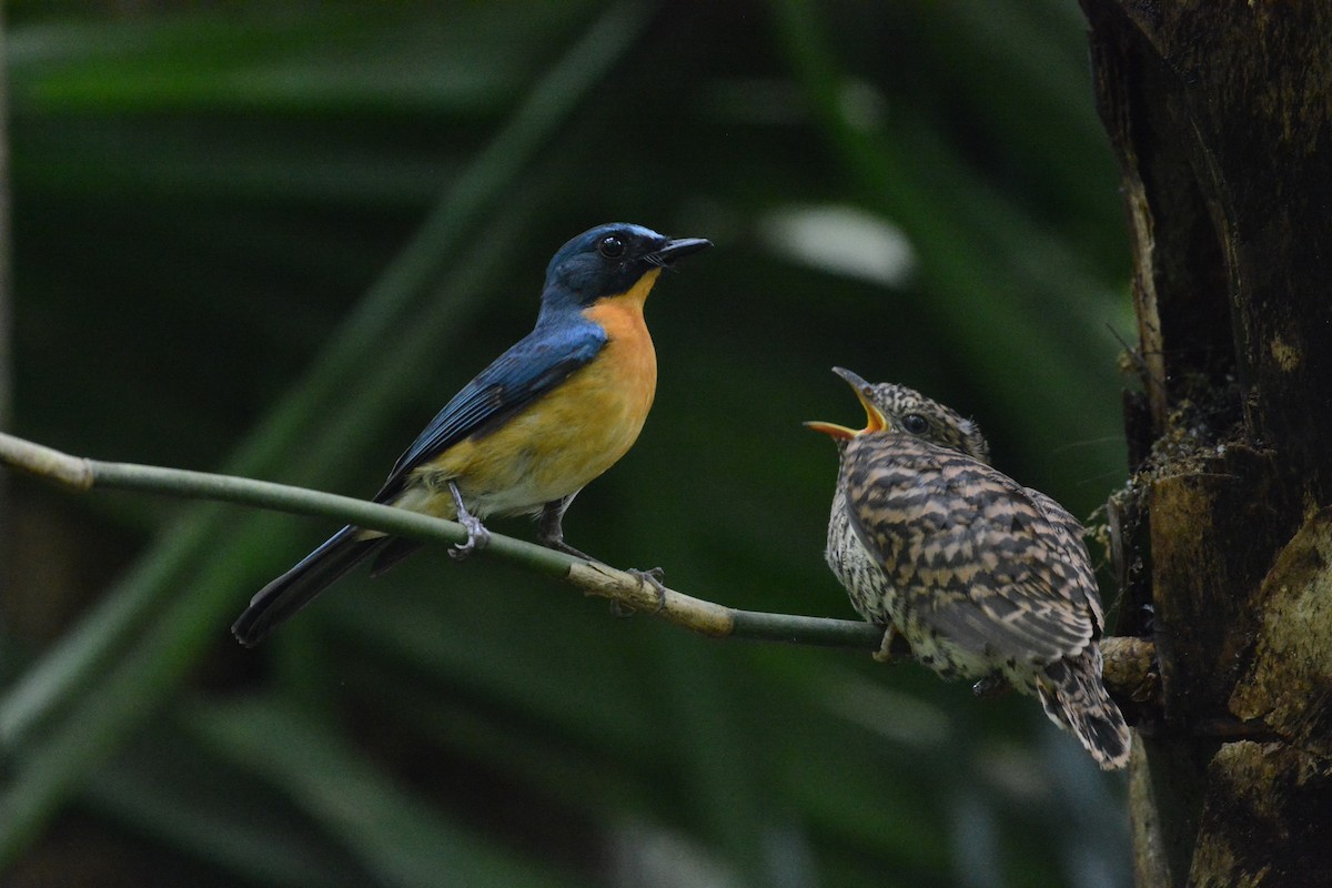 Javan Blue Flycatcher - Ari Noviyono