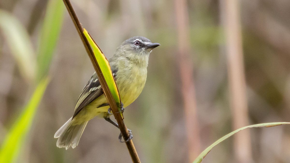 White-lored Tyrannulet - Rodney Baker