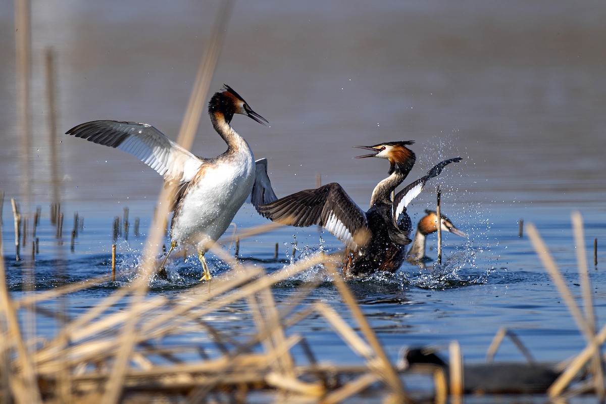 Great Crested Grebe - ML276678341